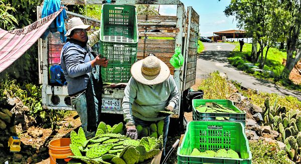 La venta directa de productores es marginal y no altera los resultados de los canales habituales de comercio. OCTAVIO HOYOS