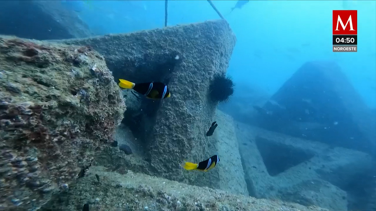 EUA busca salvaguardar arrecifes de los Emiratos Árabes