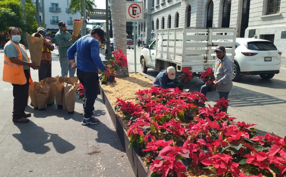 Previo al mes de la navidad instalan nochebuenas en calles de Tampico