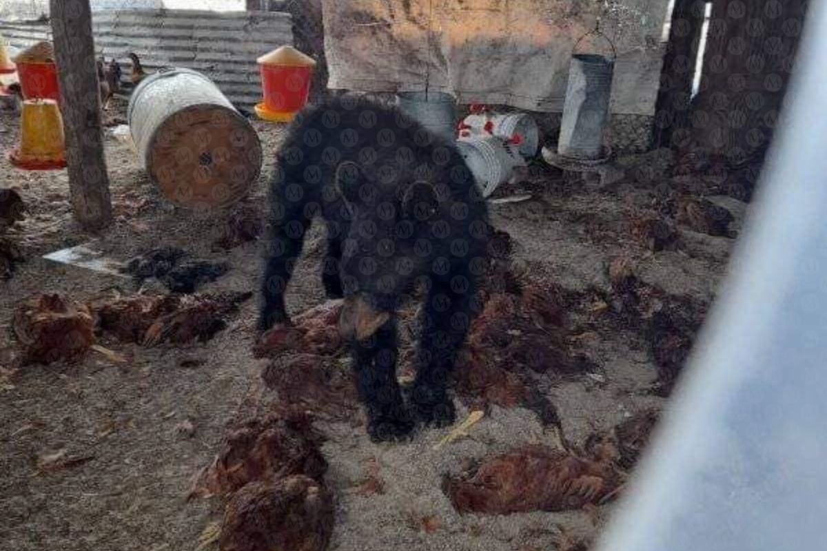 Se trata de una hembra adulta que entró a un gallinero y se quedó encerrada.