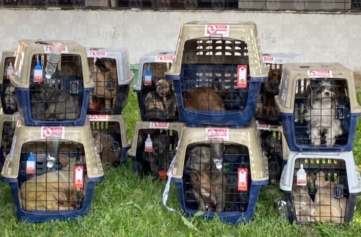 Los perros fueron rescatados tras haber sido robados del AICM. | Especial