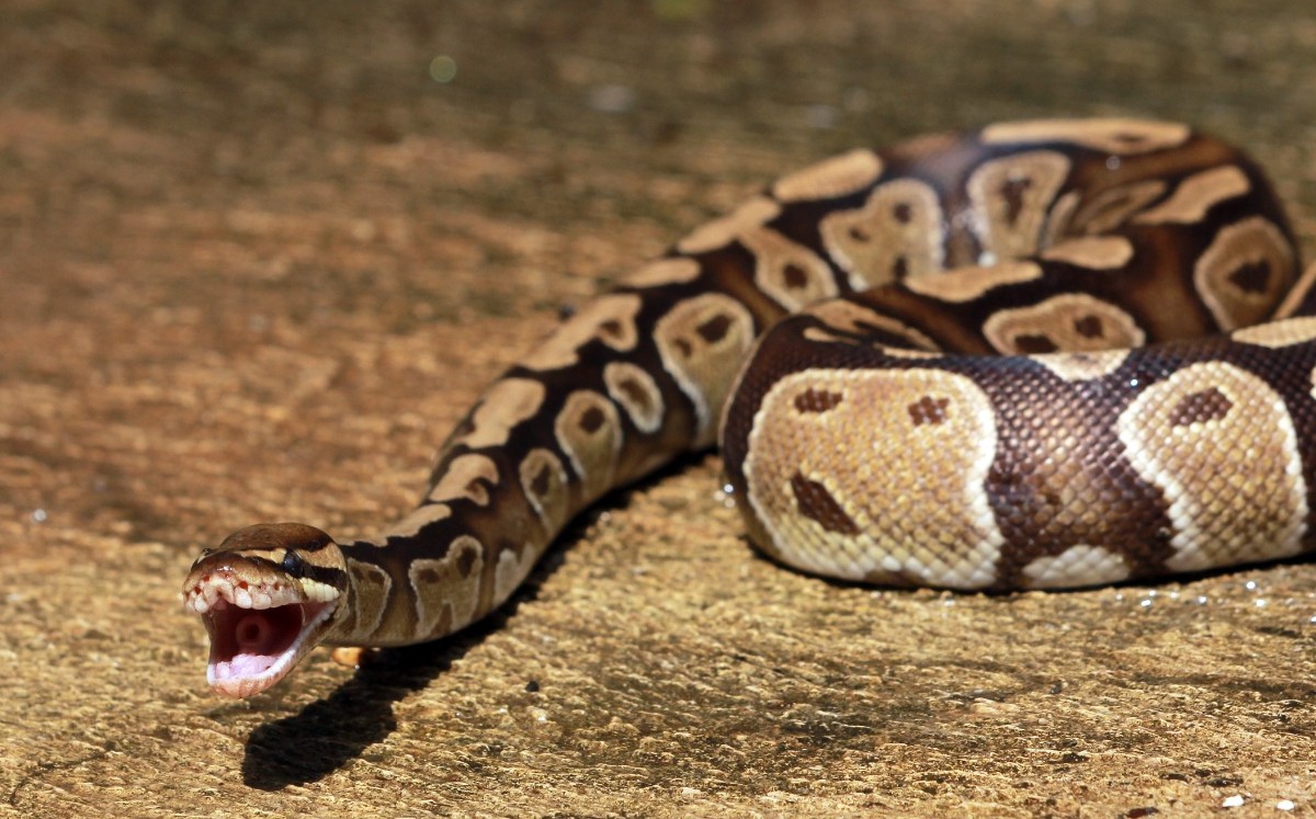 Pitón de tres metros ataca a pequeño de cinco años en Australia