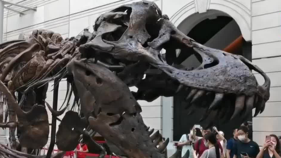 Christie's cancela subasta de un esqueleto de Tiranosaurio rex