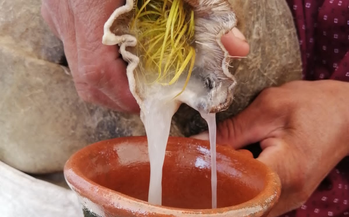 Feria del pulque en Tehuacán | Especial