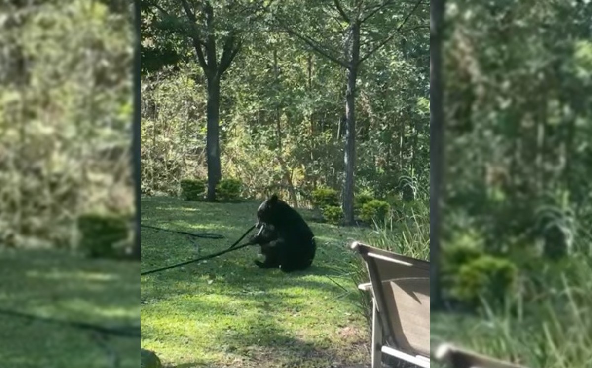 Luego de morder y estirar este plástico, el oso se rueda en el césped y se pasea por el patio. Foto: Especial
