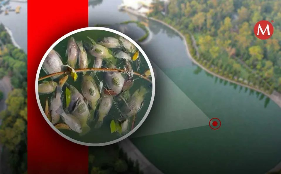 Reportan muerte masiva de peces en Chapultepec