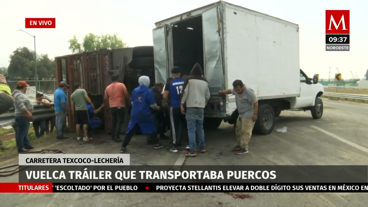 Vuelca tráiler que transportaba puercos en Carretera Texcoco-Lechería