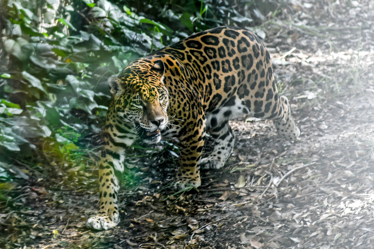 Jaguar | Agencia Enfoque
