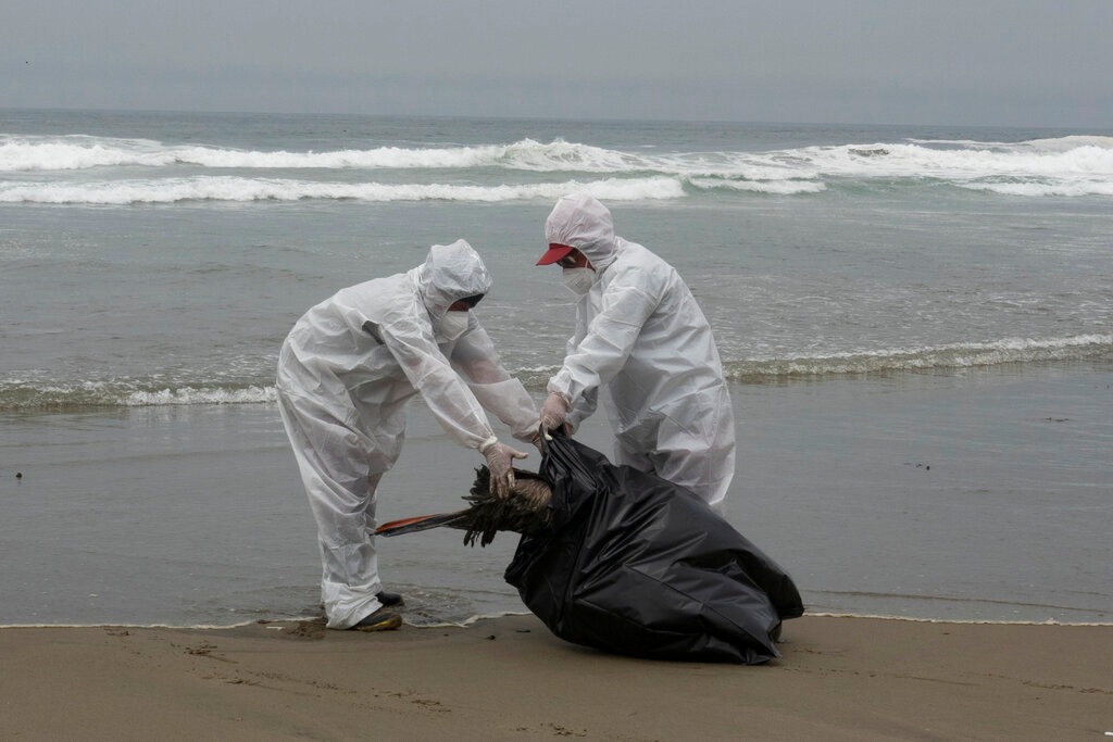 Perú registra más de 13 mil aves marinas muertas por influenza aviar / Agencia AP