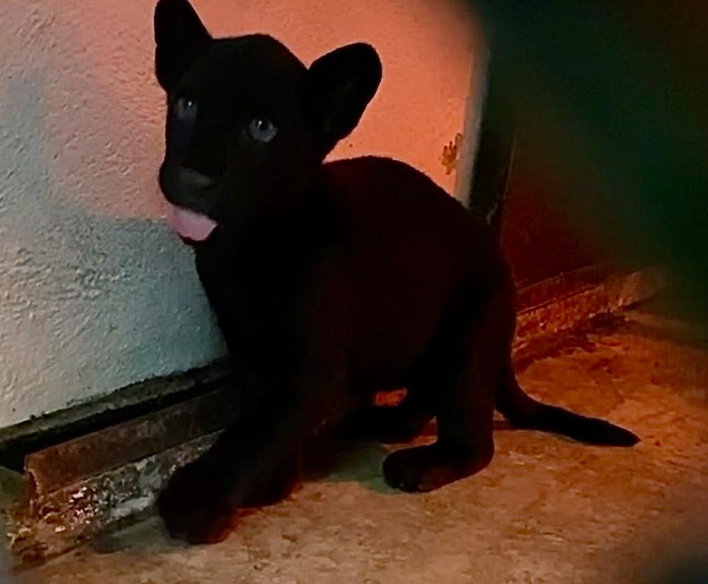 La Sedema destacó que el nacimiento de este jaguar representa un logro.
