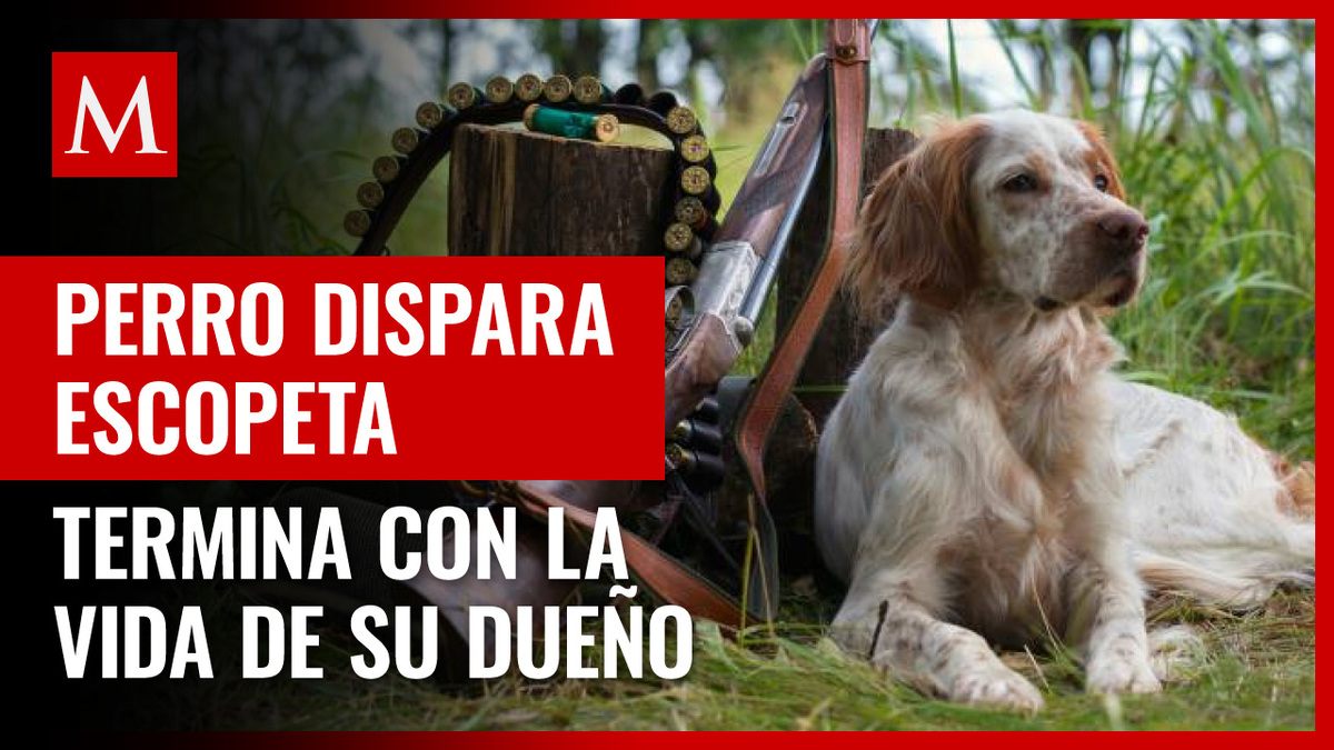 Turquía. Perro de caza mata a dueño con escopeta por accidente