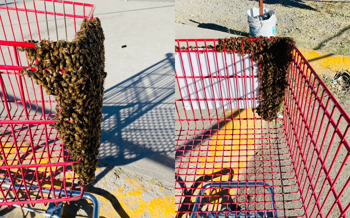 Además hablaron a un apicultor para que se hiciera cargo de las abejas. (Especial)