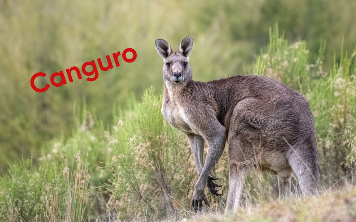 Origen de la palabra 'canguro' (Especial)