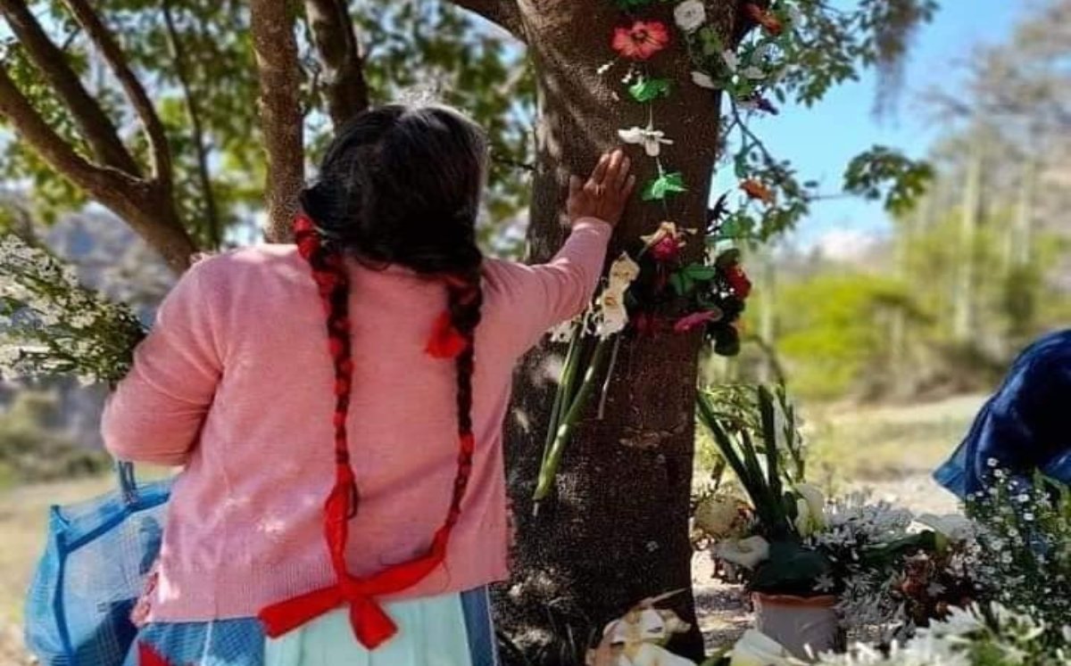 Puebla: pobladores encuentran silueta de Virgen de Guadalupe en árbol | Especial