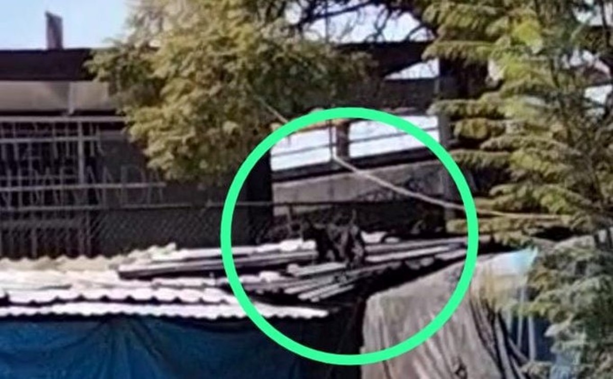 La pantera fue vista en el techo de puesto ambulantes de México-Tacuba. | Twitter @REDACAnimal