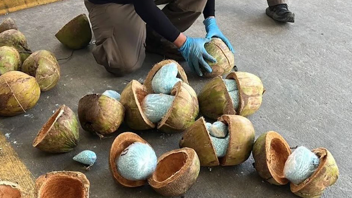 Aseguran miles de pastillas de fentanilo dentro de cocos en Sonora