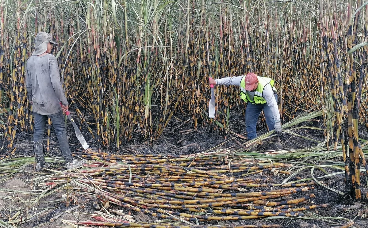 Jornaleros de Altamira obtuvieron trabajo en campos de caña de azúcar en Pánuco, Veracruz.