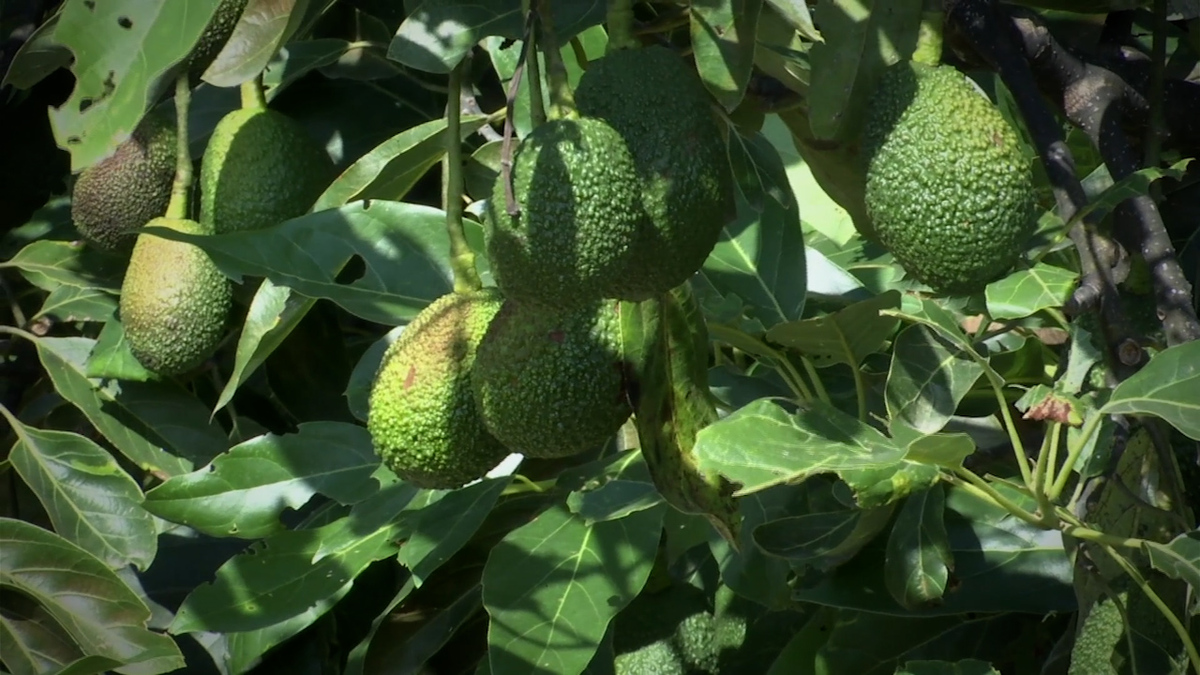 La maldición del aguacate | Especiales Milenio