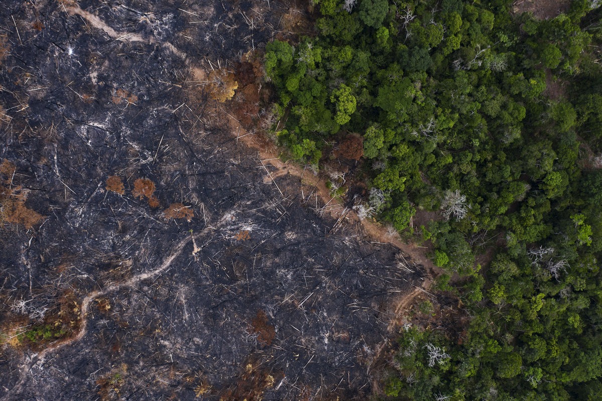 Una zona quemada del bosque tropical de la Amazonia en Prainha, en el estado de Pará, Brasil. (AP)