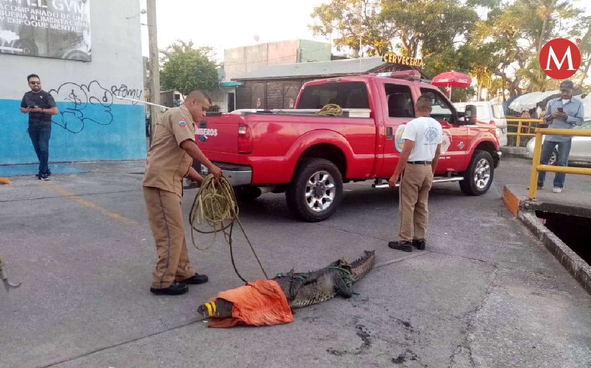 Atrapan a cocodrilo en Tampico.