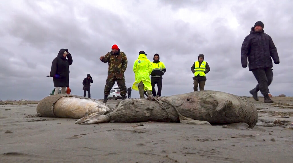 Los animales se hallaron en la costa de Rusia hace unos días. | RU-RTR via AP