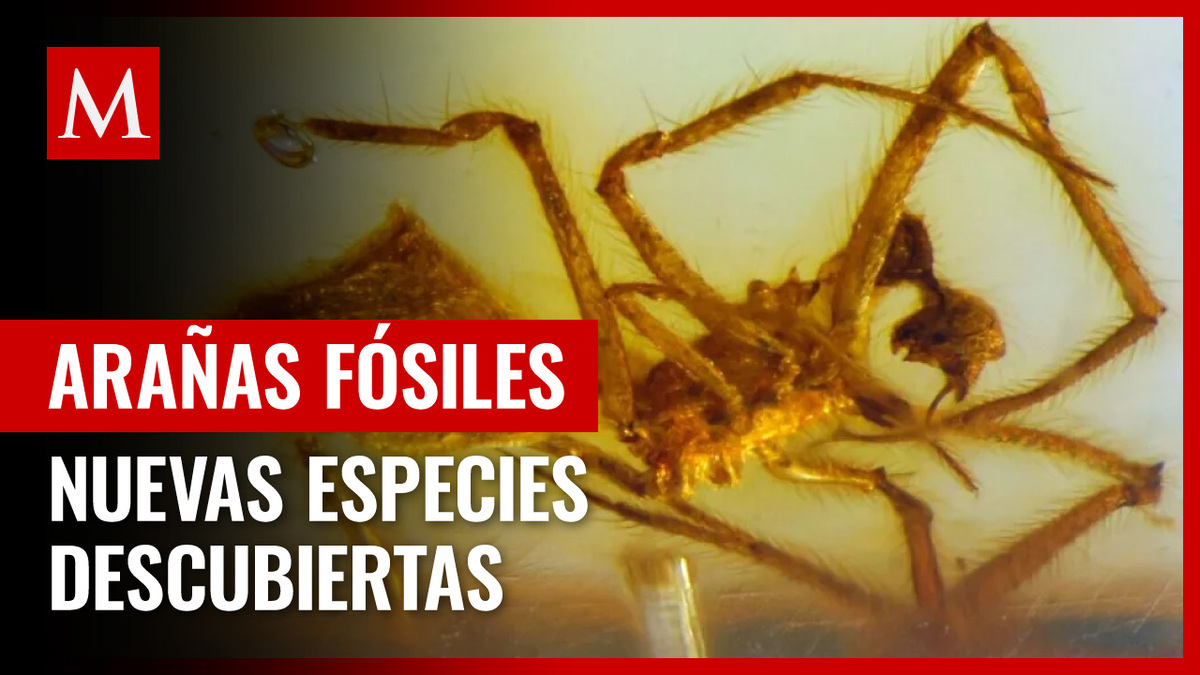 Descubren especies de arañas fósiles en piezas de ámbar en Chiapas