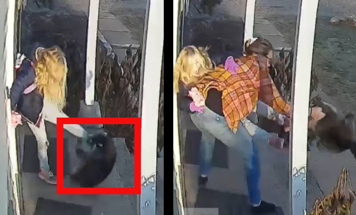 Madre salva a su hija de ataque de mapache | ESPECIAL