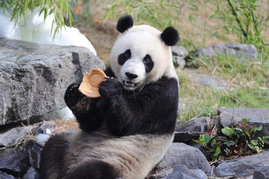 El panda gigante Bao Mei tiene una comida de cumpleaños en el zoológico Pairi Daiza en Brugelette, Bélgica, 6 de agosto de 2022. Xinhua/Zheng Huansong