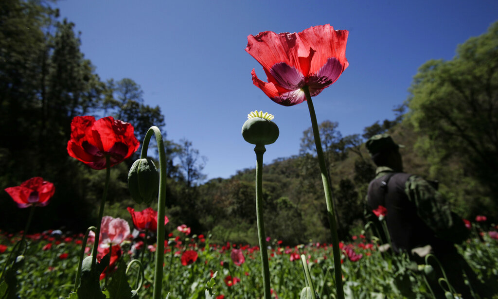 Productores de amapola en México. (AP)