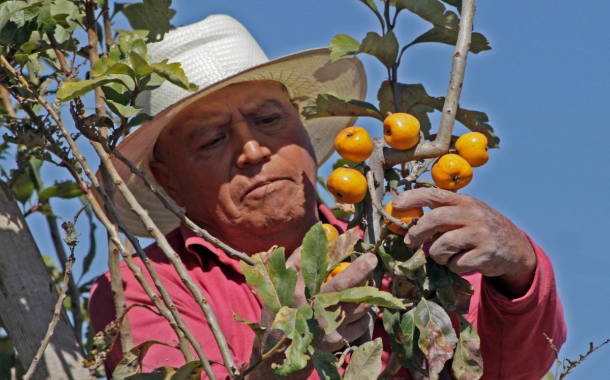 Calpan preserva la tradición del tejocote fomentando el agroturismo | Melanie Torres