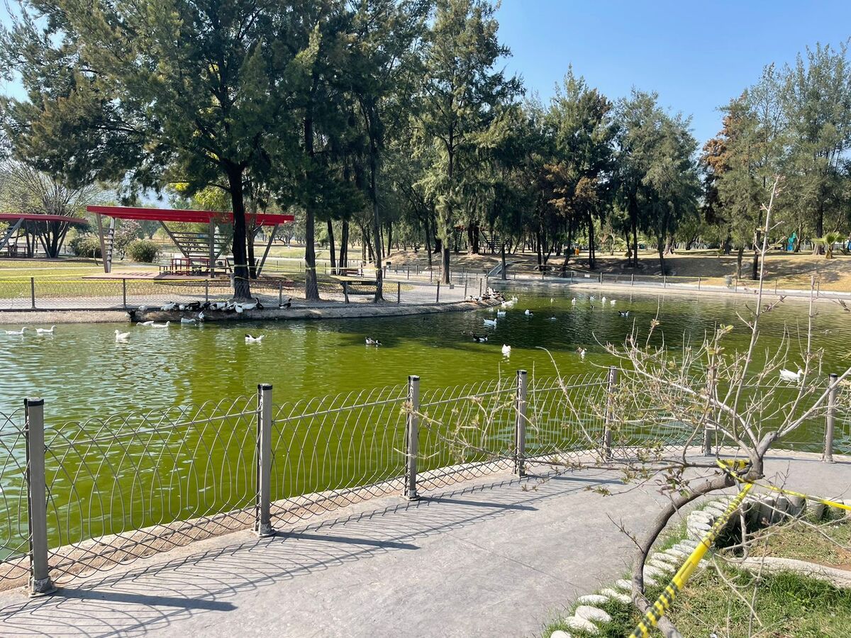 Patos del parque Metropolitano en Zapopan (Karla Victoria Rodríguez)