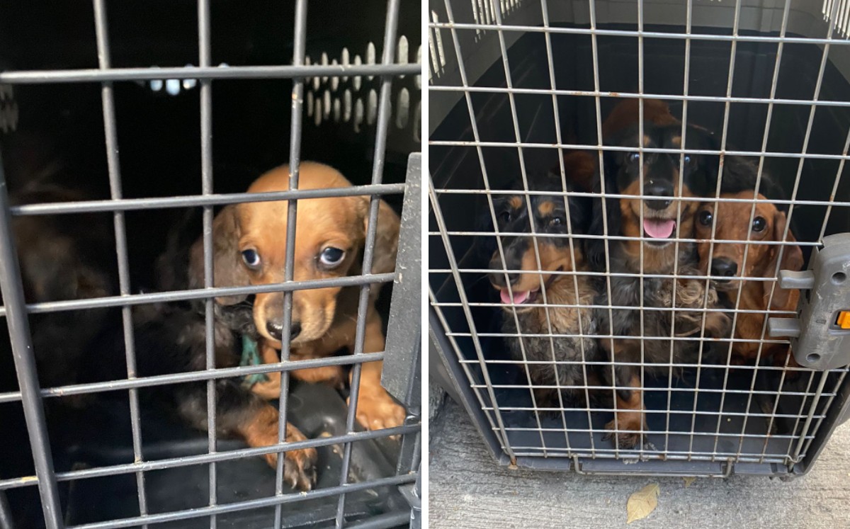 Ocho perritos rescatados en la alcaldía Benito Juárez eran cachorros. | @FundacionToby
