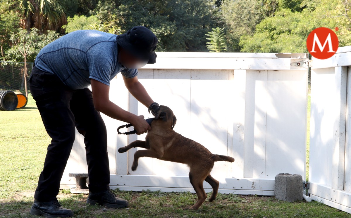 Los cachorros pastor belga, se integrarán a la Unidad Canina