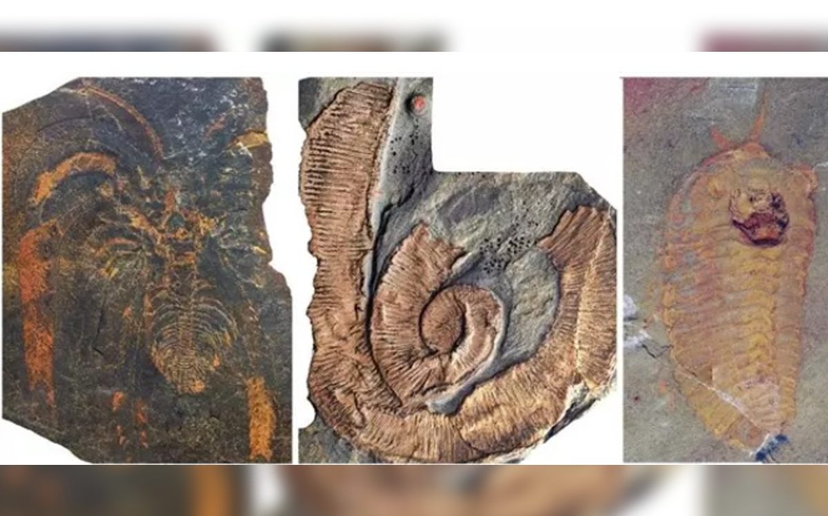 Los hallazgos fueron publicados en Scientific Reports (Europa Press).