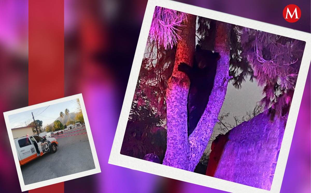 El oso estaba en un árbol cerca de una escuela primaria. Foto: Especial