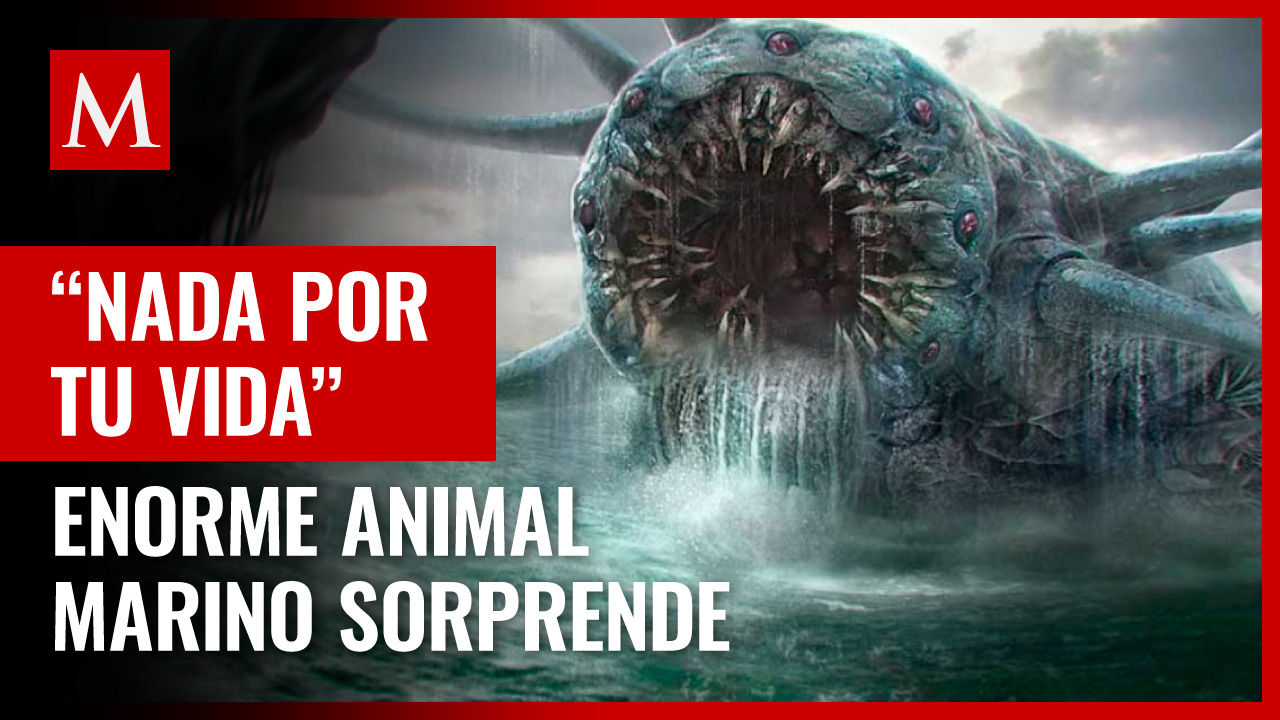 Enorme animal marino sorprende a turistas; “nada por tu vida”