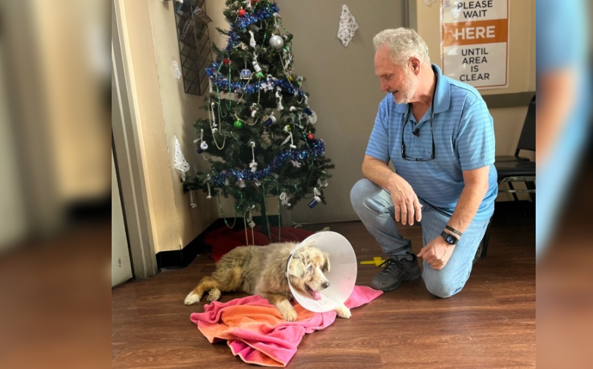 El refugio Servicios para Animales del Condado de Orange informó el hallazgo de la perra.