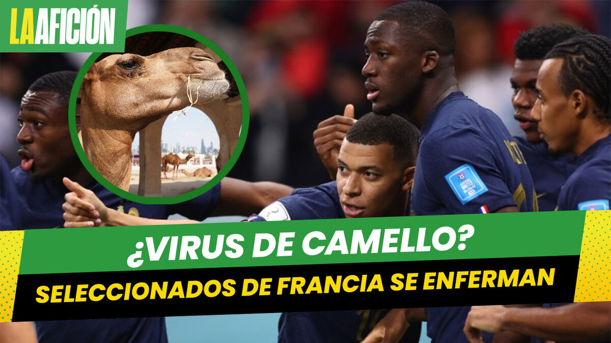 Alarmas en Francia por contagios de 'virus de camello' previo a final de Qatar 2022