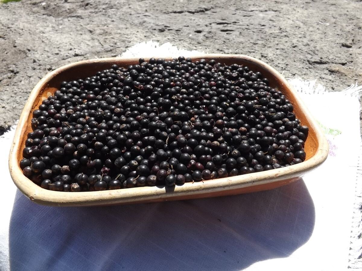 El cahuiche es un furto que se da en el bosque de Omitlán de Juárez (Sectur Hidalgo)