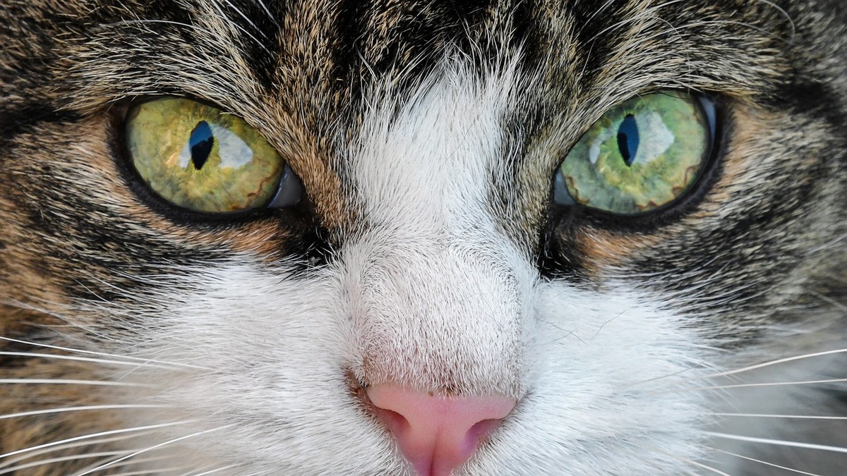 gato, felino, gatos, animales. | Foto de Christel Sagniez en Pixabay