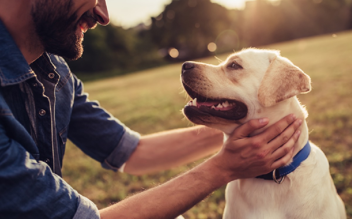 La obesidad en perros| Especial