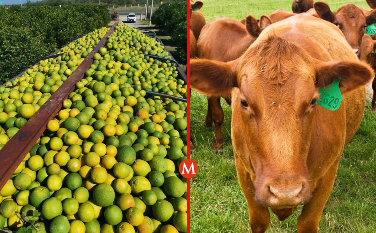 Agricultura busca a través de una estrategia proteger a la naranja y el ganado en Tamaulipas.