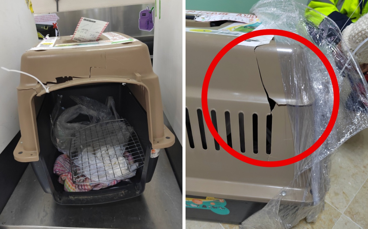 La caja transportadora llegó con daños, a pesar de que la mujer la entregó en buenas condiciones. | @Sanrmzmarg