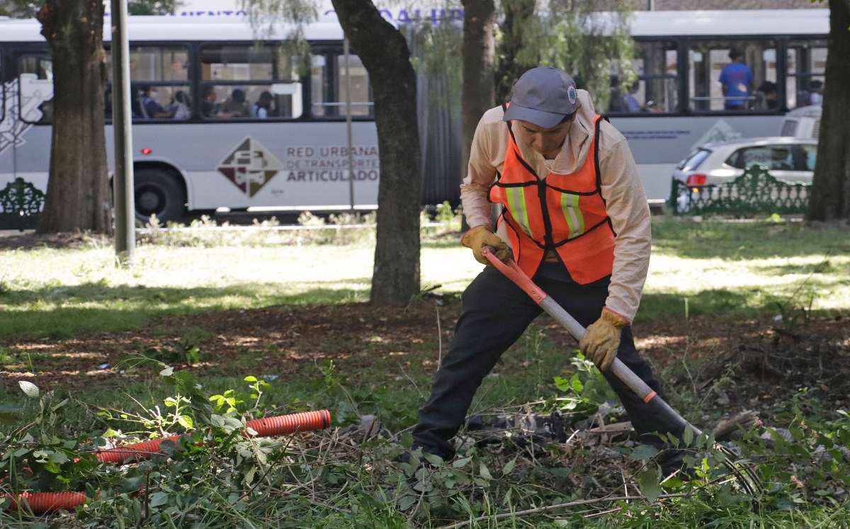 Trabajadores podan los árboles del Paseo Bravo | Agencia Enfoque