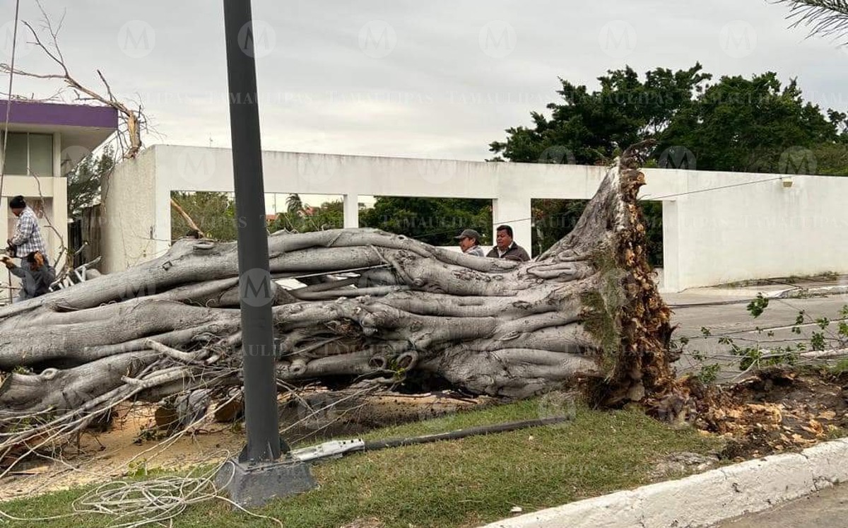 Afectaciones del frente frio 19 en Tamaulipas al 23 diciembre 2022. (Jesús Alberto García)