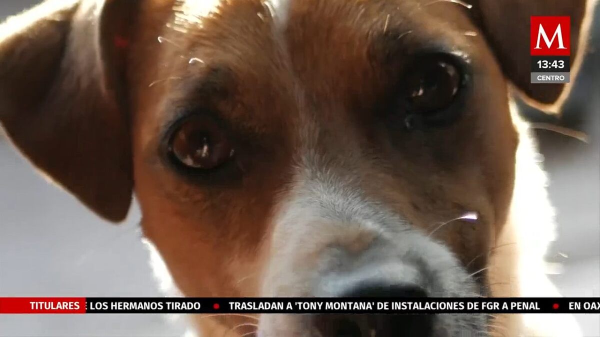 En Chihuahua, aumenta demanda de mascotas como regalo para navidad