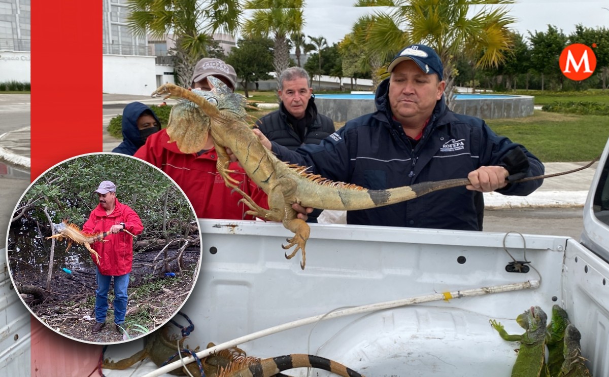 Iguanas de Tampico. | Anahy Meza