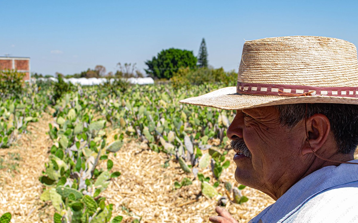 La Ruta del Nopal en Guanajuato | Cortesía