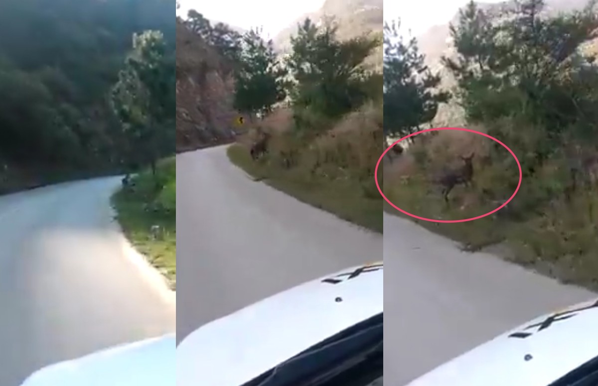 Venado cola blanca es captado en video. (Captura)