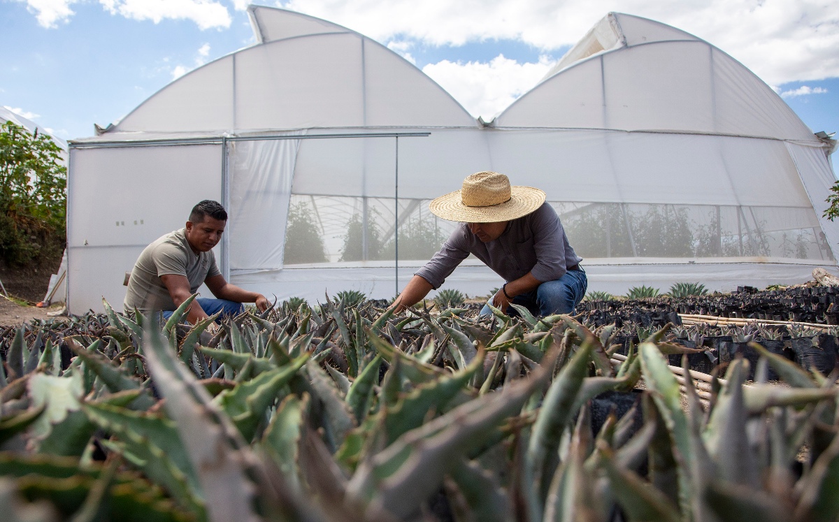 Mezcal poblano | Andrés Lobato